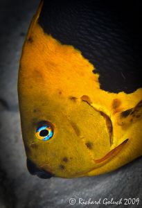 Rock Beauty-Canon 100mm full frame-Bonaire by Richard Goluch 